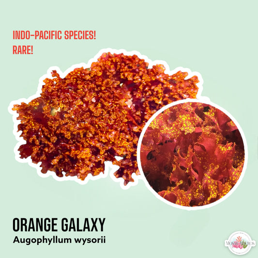 Orange Galaxy Algae | Augophyllum wysorii