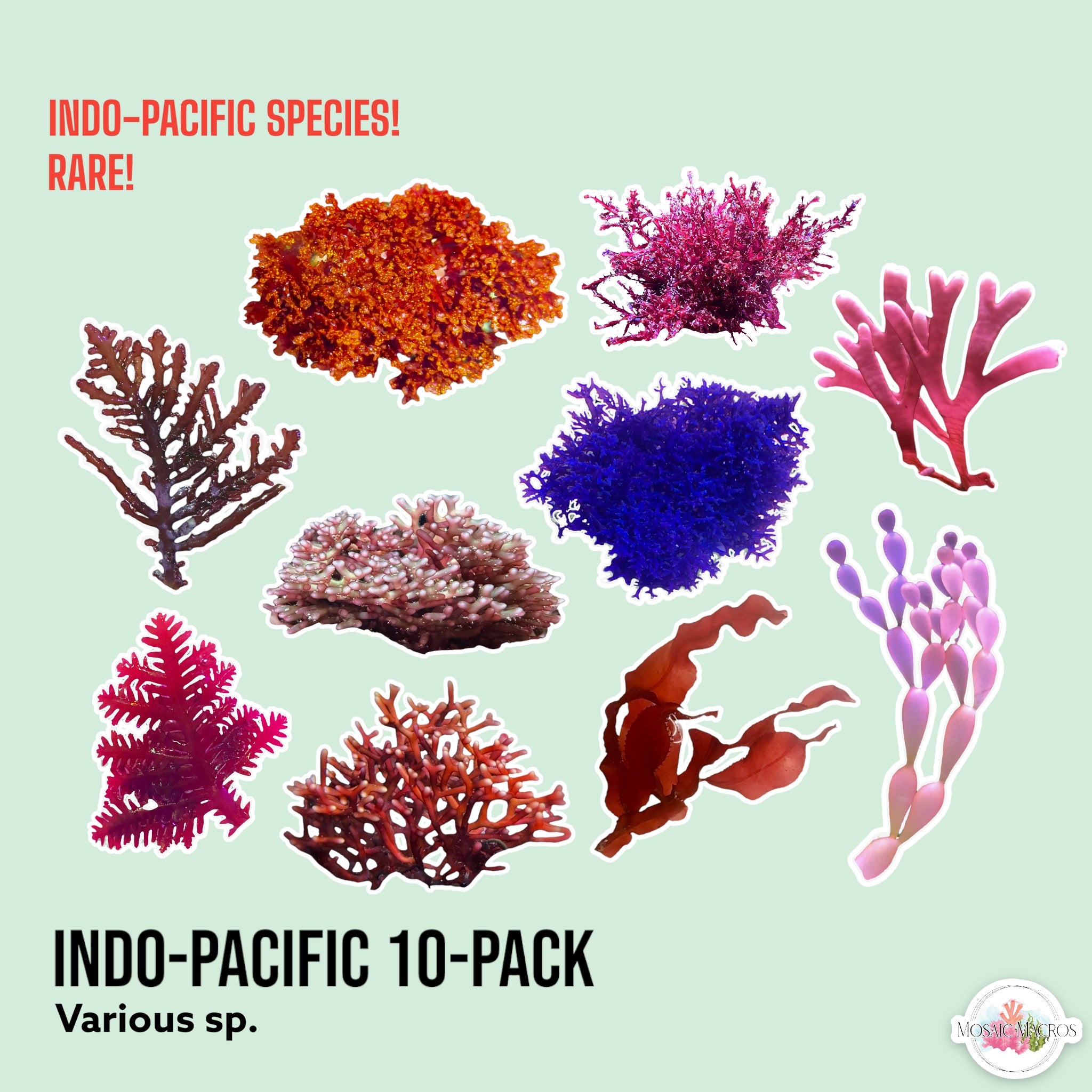 10-Pack Macroalgae Sampler | Caulerpa, Ogo, Hypnea, Dragon’s Breath ...