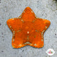 Biscuit Starfish | Tosia sp.