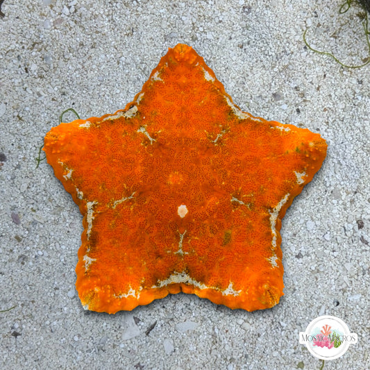 Biscuit Starfish | Tosia sp.