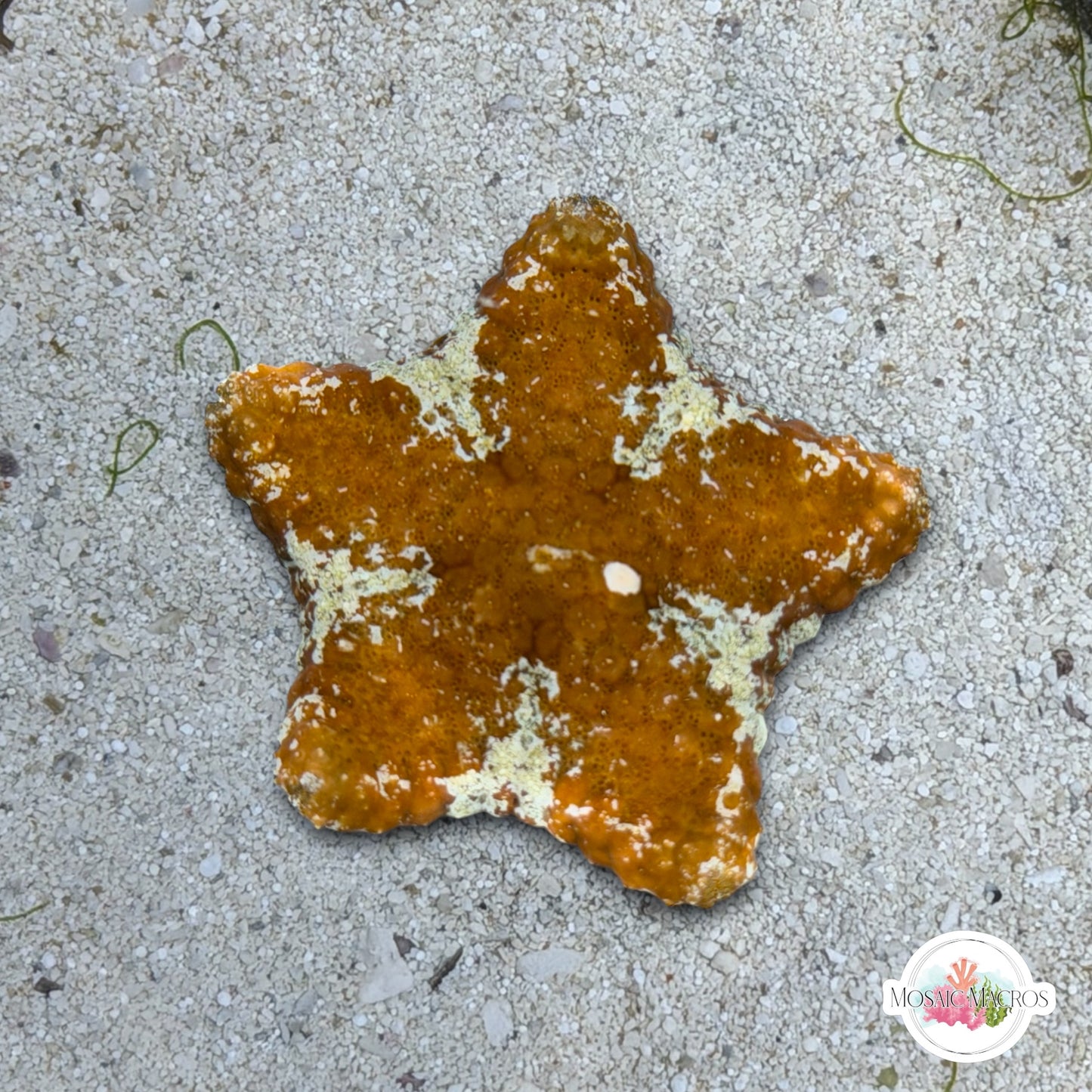 Biscuit Starfish | Tosia sp.