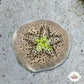 Cake Sand Dollar Urchin | Clypeaster humilis