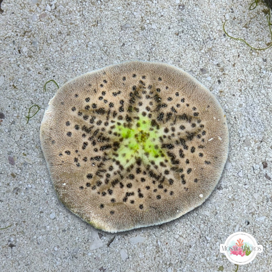 Cake Sand Dollar Urchin | Clypeaster humilis
