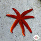 Orange Starfish | Echinaster purpureus