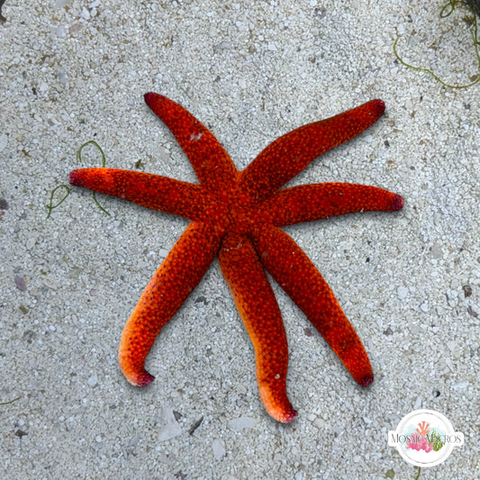 Orange Starfish | Echinaster purpureus