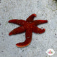 Orange Starfish | Echinaster purpureus