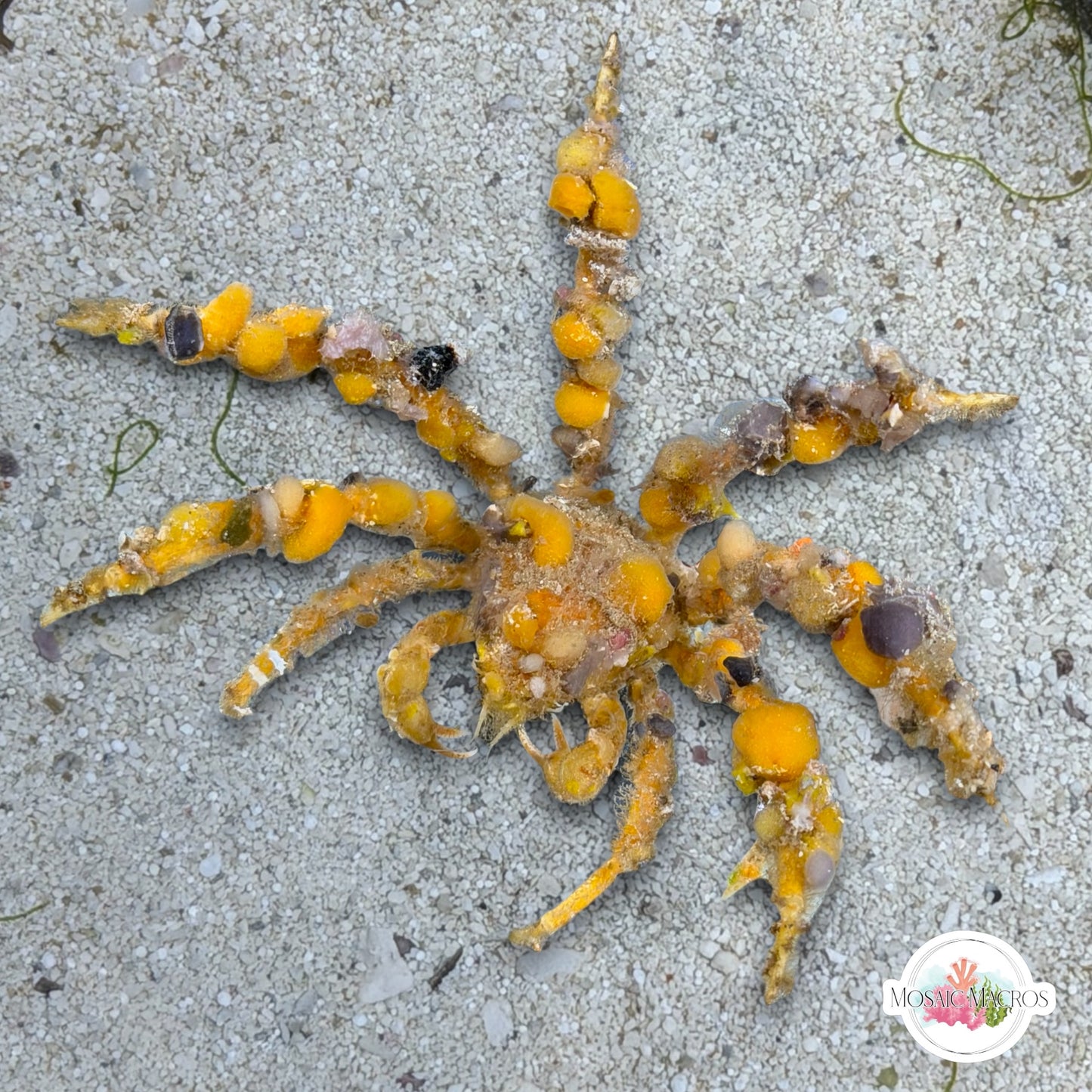 Spider Decorator Crab | Camposcia sp.