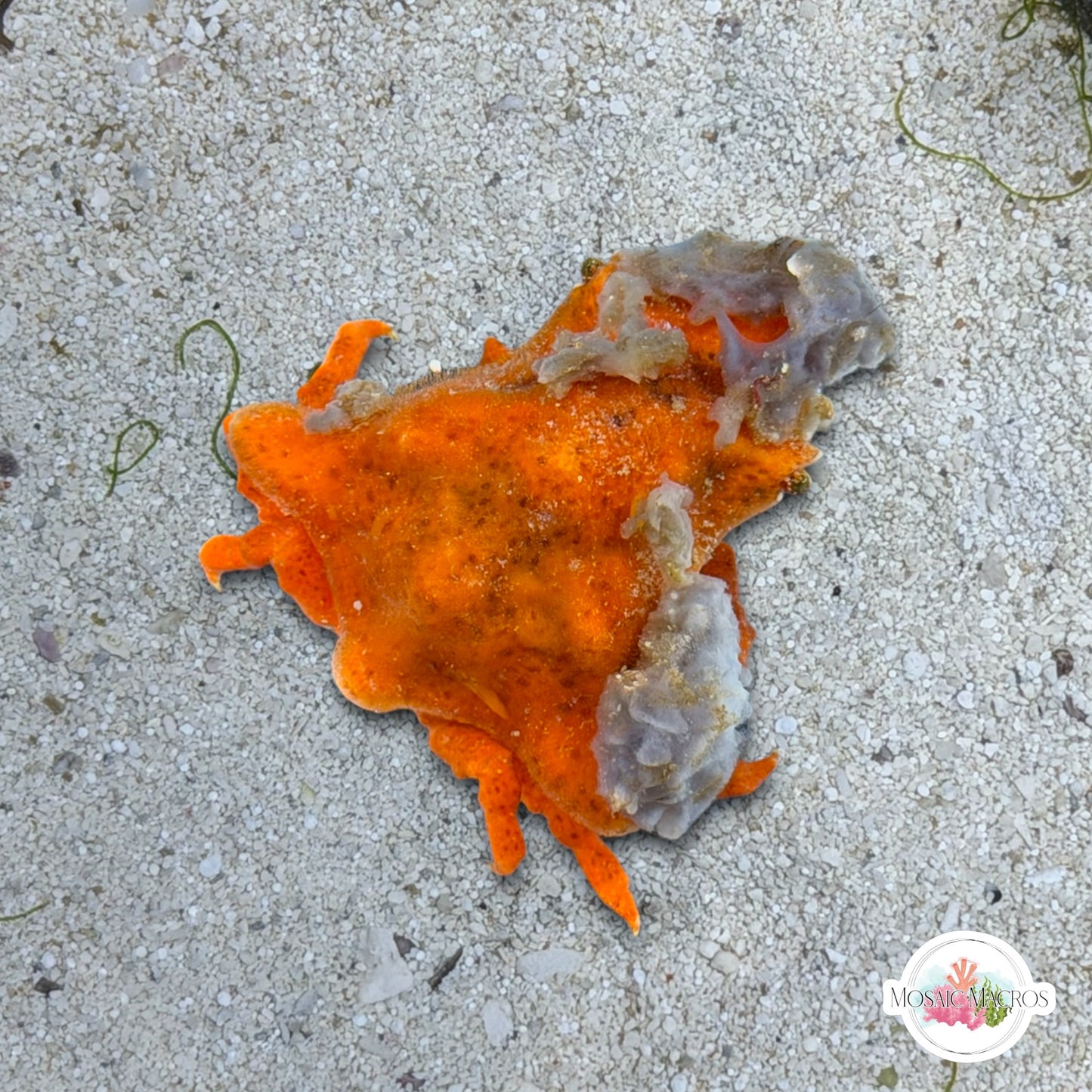 Sponge Decorator Crab | Marcocoeloma trispinosum