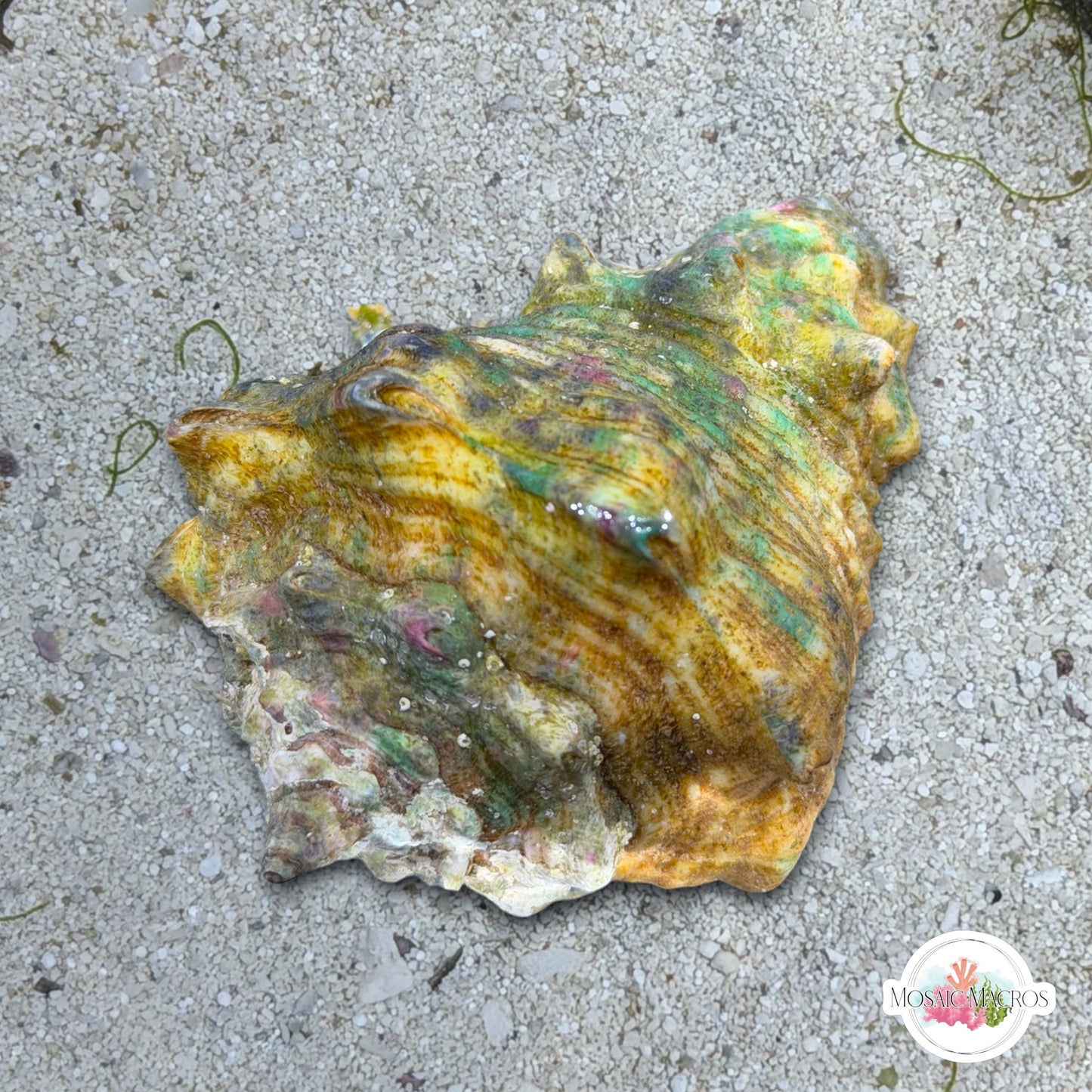 Vase Conch Snail (Worm Predator) | Volutella muricata