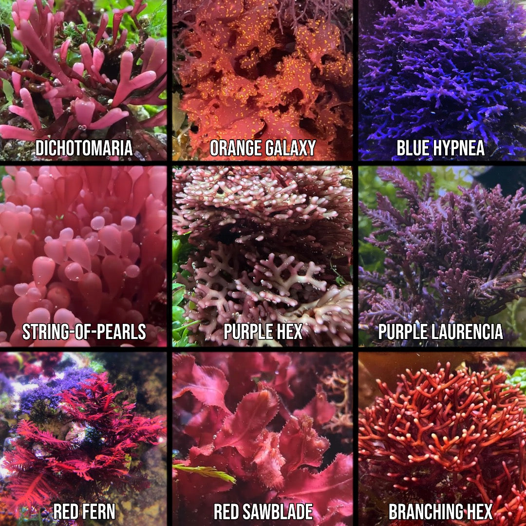 Indo-Pacific 10-Pack Macroalgae Sampler | Various Species