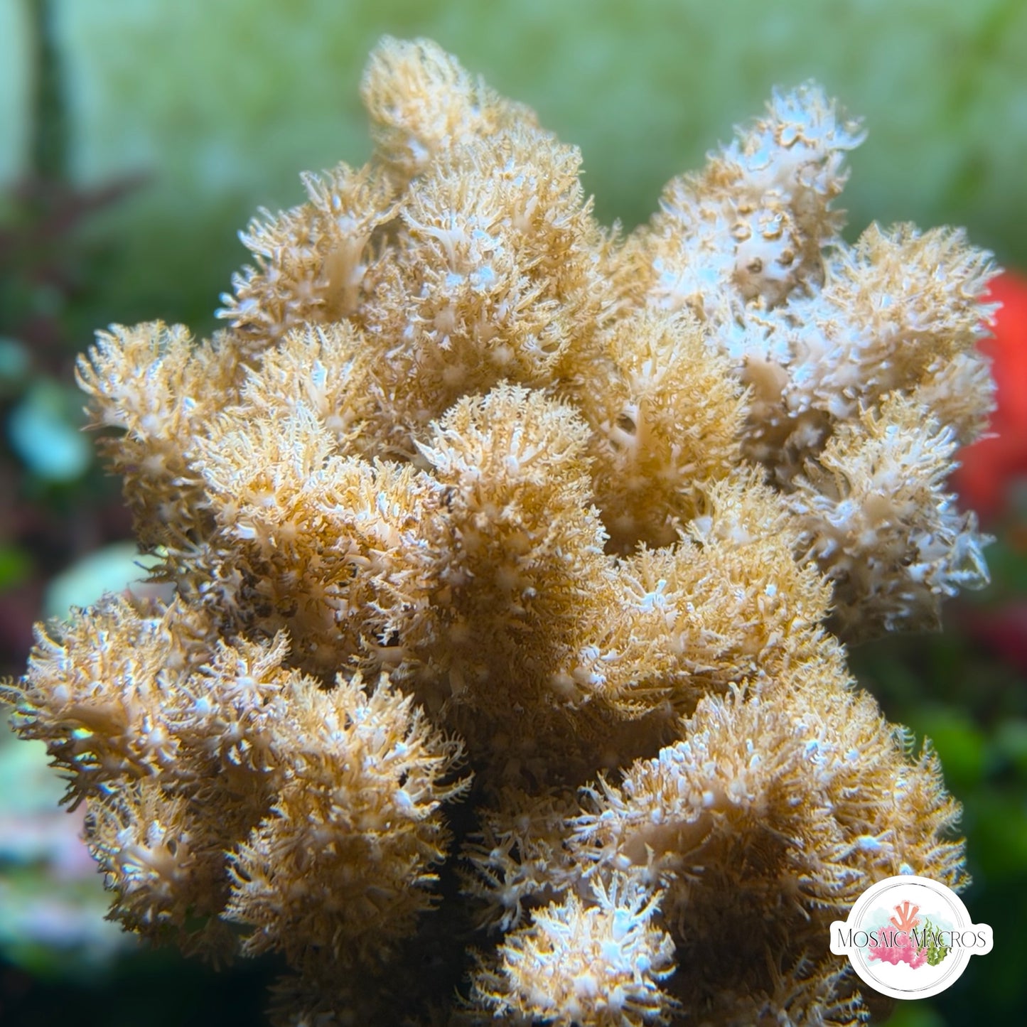 Colt Leather Coral | Cladiella sp.