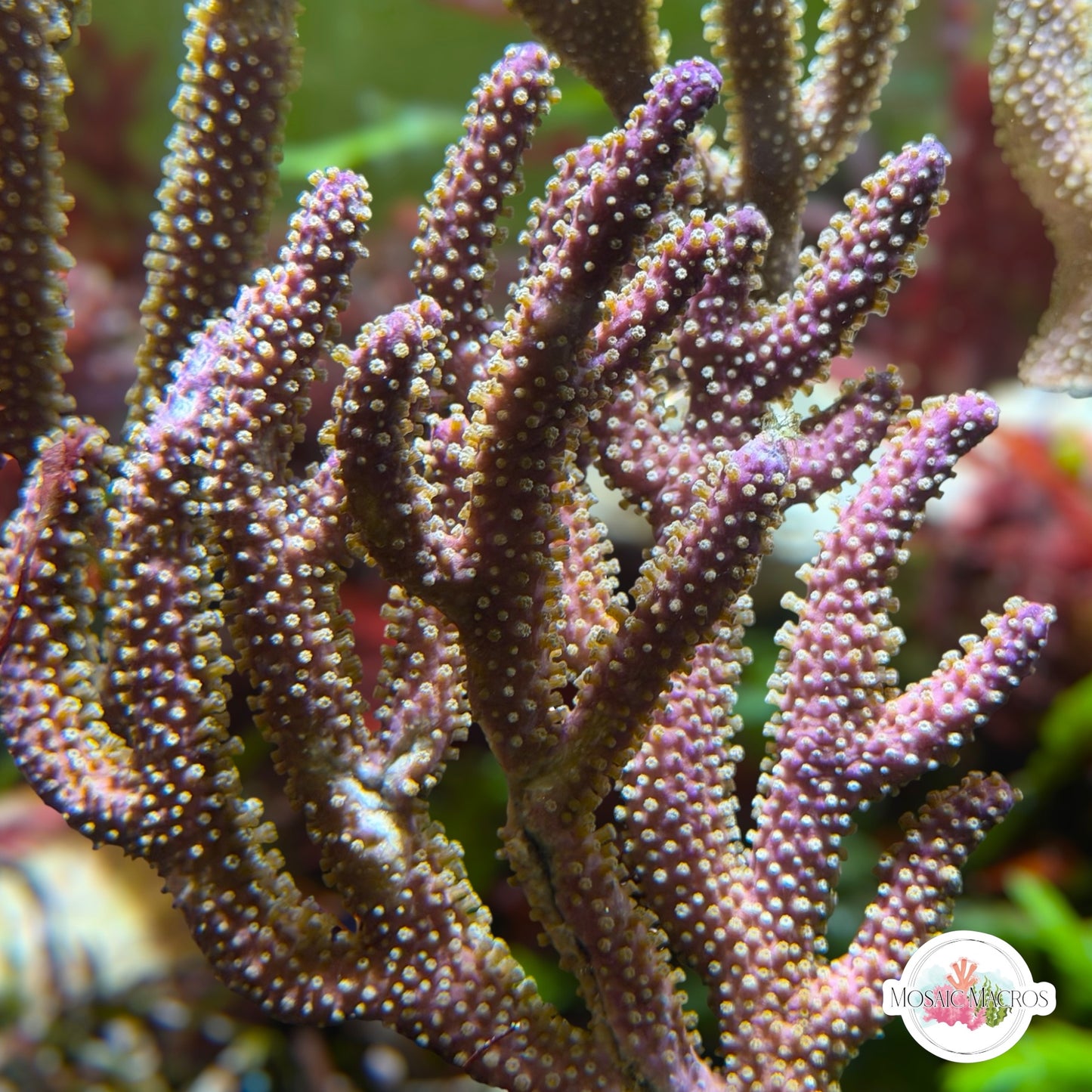 Purple Candelabra Gorgonian | Plexaura flexuosa