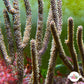 Purple Candelabra Gorgonian | Plexaura flexuosa