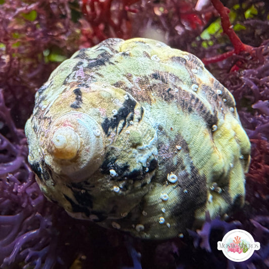 Zebra Turbo Snail | Turbo sp.