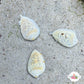 Glowing Marginella Snail | Marginella sp.