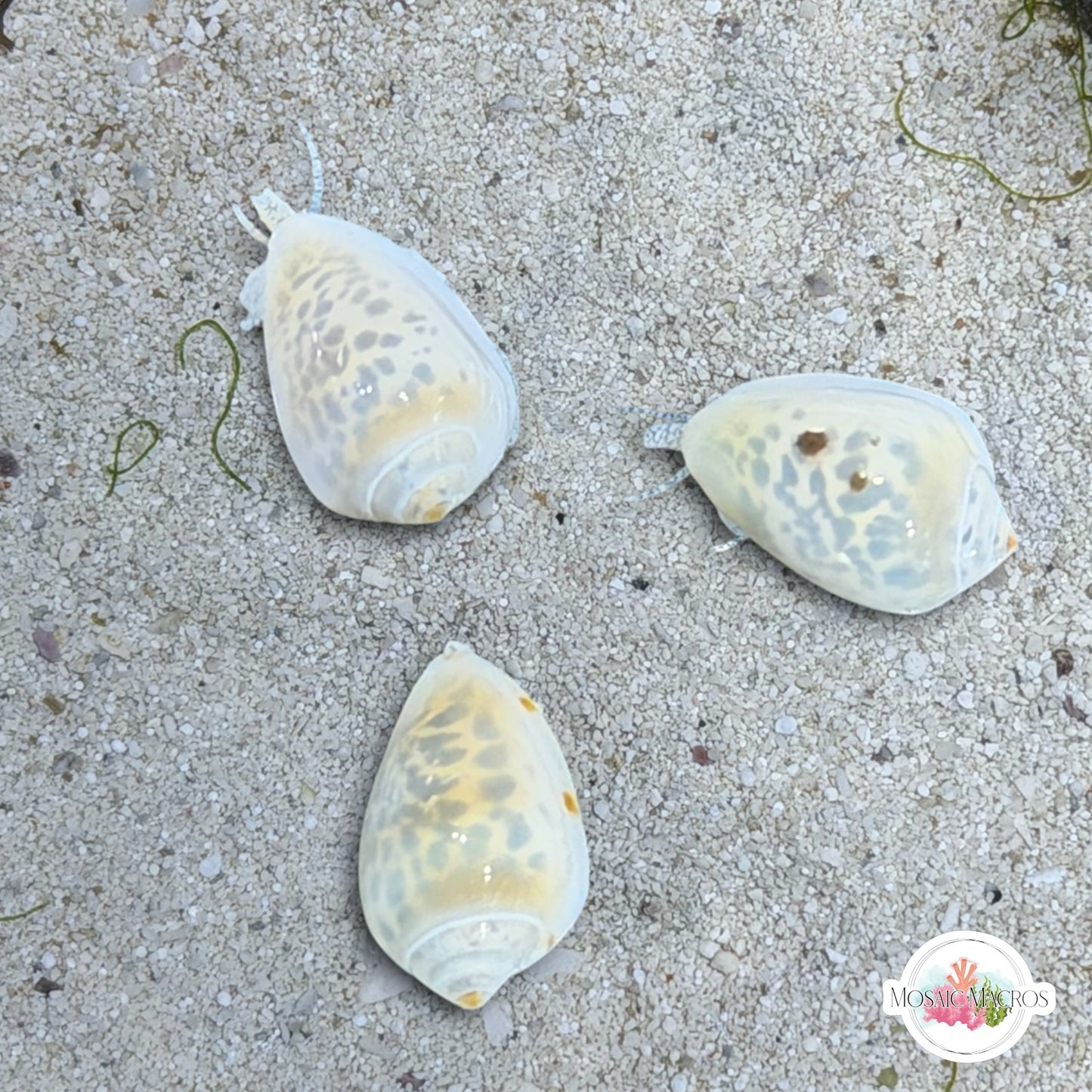 Glowing Marginella Snail | Marginella sp.