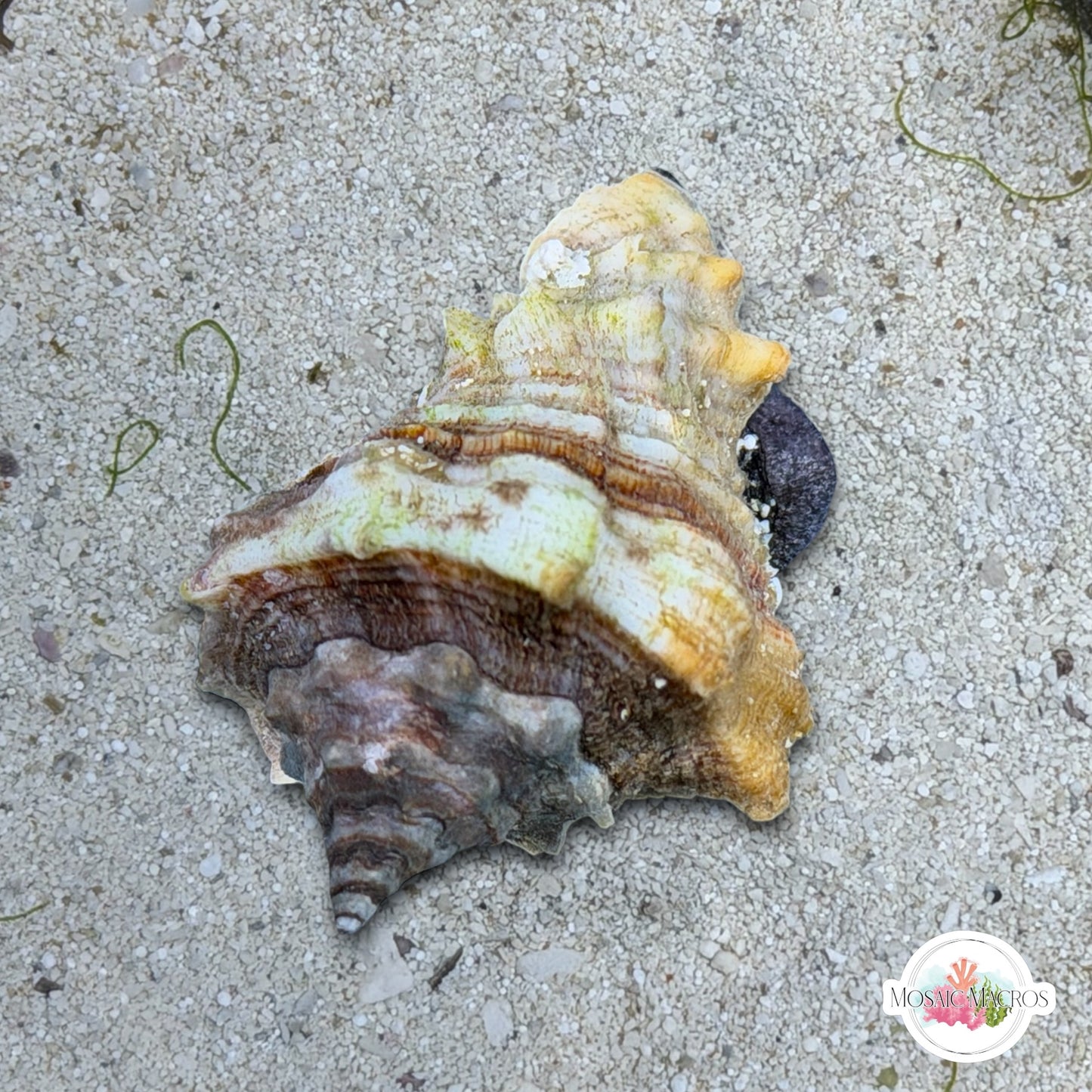 Vase Conch Snail (Worm Predator) | Volutella muricata
