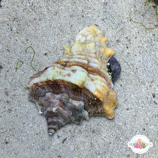Vase Conch Snail (Worm Predator) | Volutella muricata