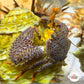Colorful Porcelain Crab | Porcellanidae spp.