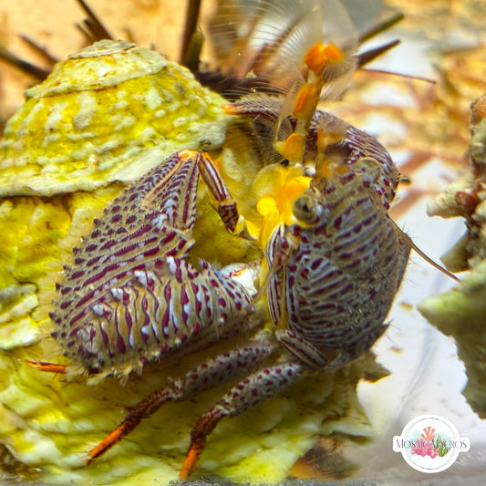 Colorful Porcelain Crab | Porcellanidae spp.
