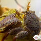 Colorful Porcelain Crab | Porcellanidae spp.