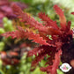 Crimson Blade Macroalgae | Unknown sp.