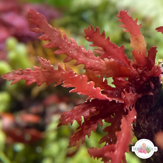 Crimson Blade Macroalgae | Unknown sp.