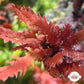 Crimson Blade Macroalgae | Unknown sp.