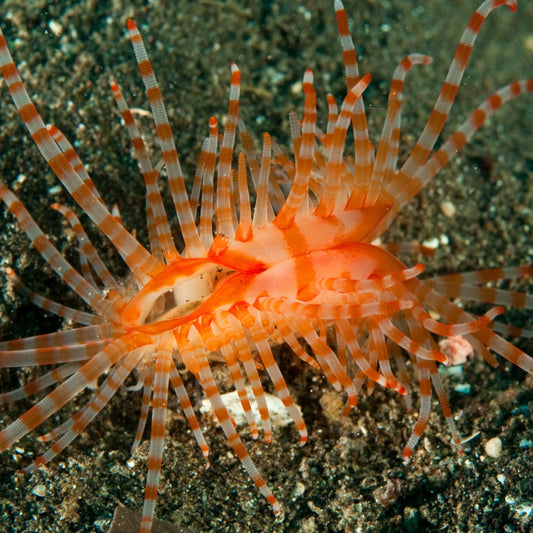 Banded Flame Scallop | Limaria fragilis