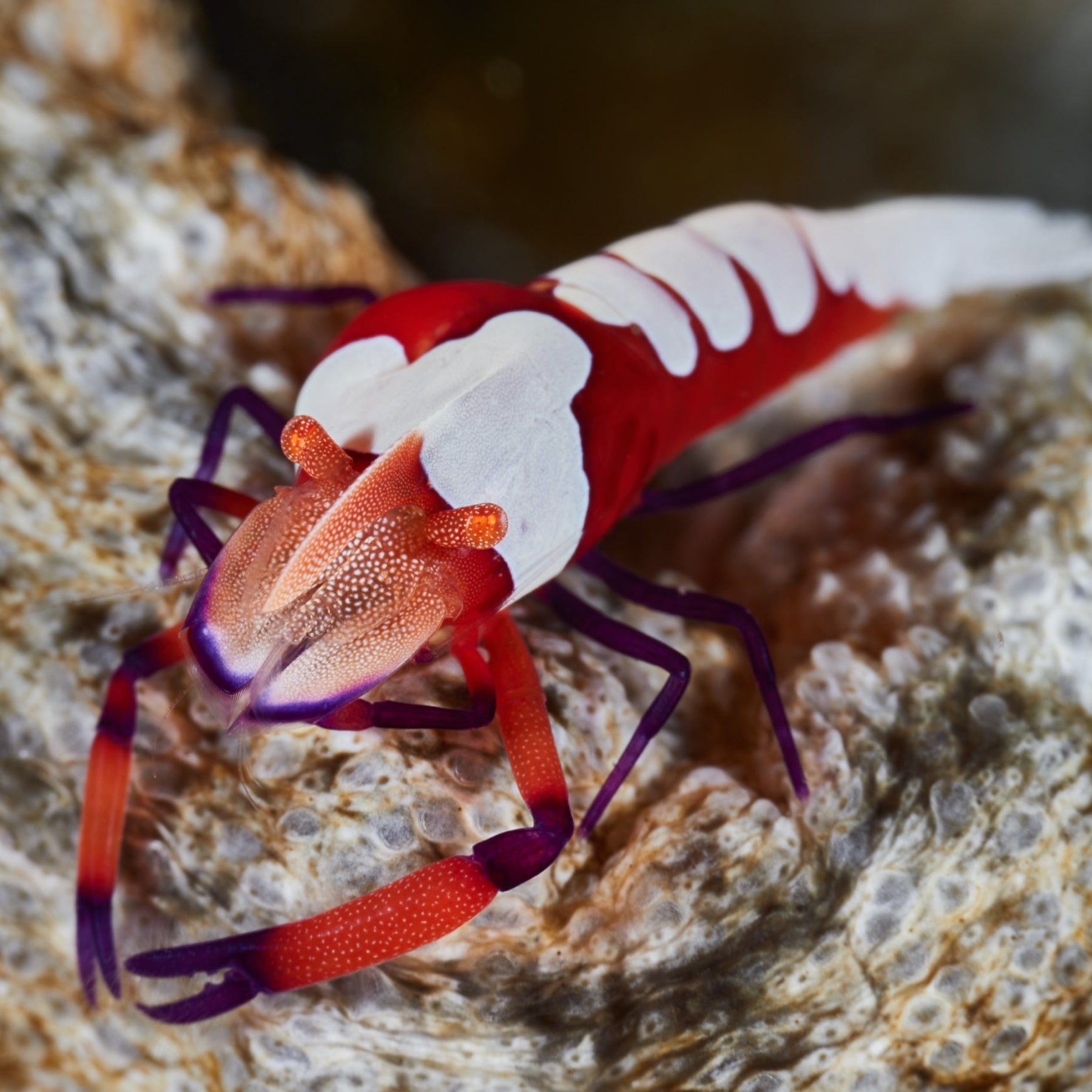 Anemone Shrimp – MosaicMacros