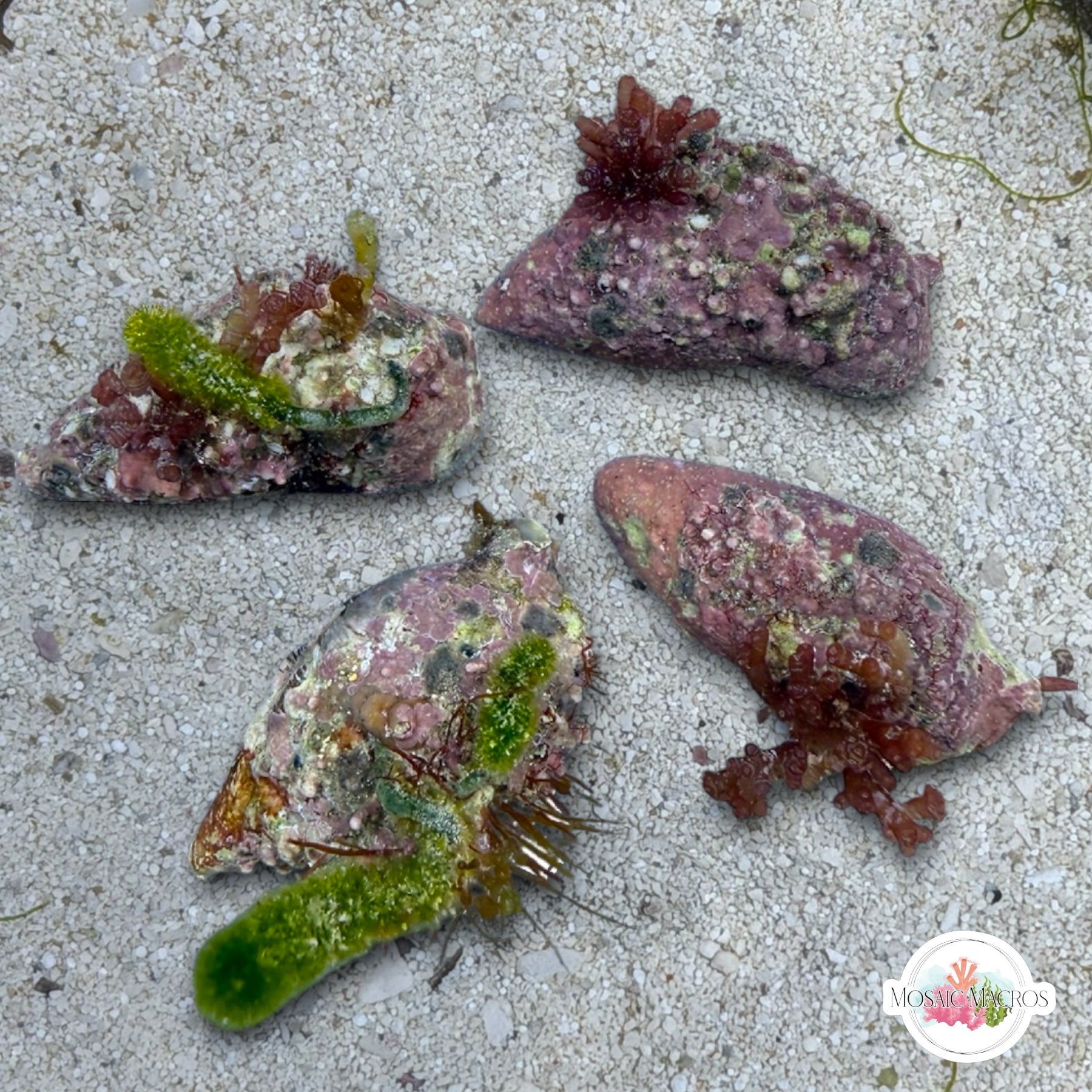 Marine Snails – MosaicMacros