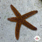 Conical-Spined Starfish | Echinaster sentus
