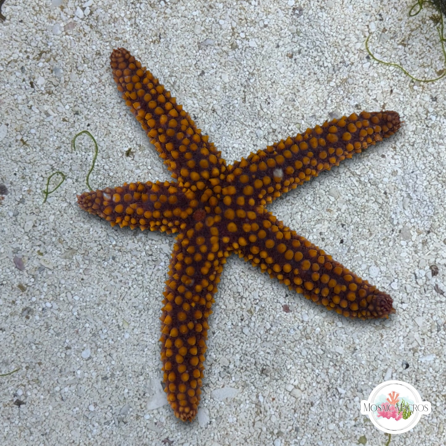 Conical-Spined Starfish | Echinaster sentus