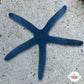 Blue Linckia Starfish | Linckia laevigata