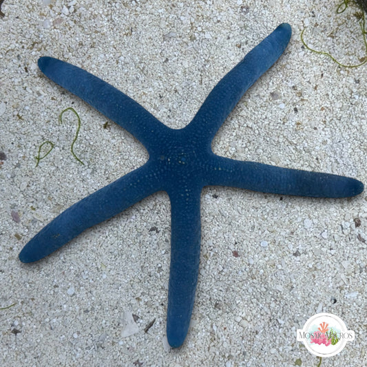 Blue Linckia Starfish | Linckia laevigata