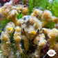 Spider Decorator Crab | Camposcia sp.