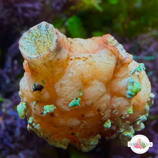 Pink Sea Squirt | Polycarpa sp.
