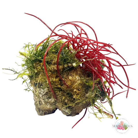 WYSWYG Jumbo Caulerpa & Succulent Seaweed (Naturally Attached to Rock)