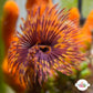 Halloween Feather Duster | Sabellastarte sp.