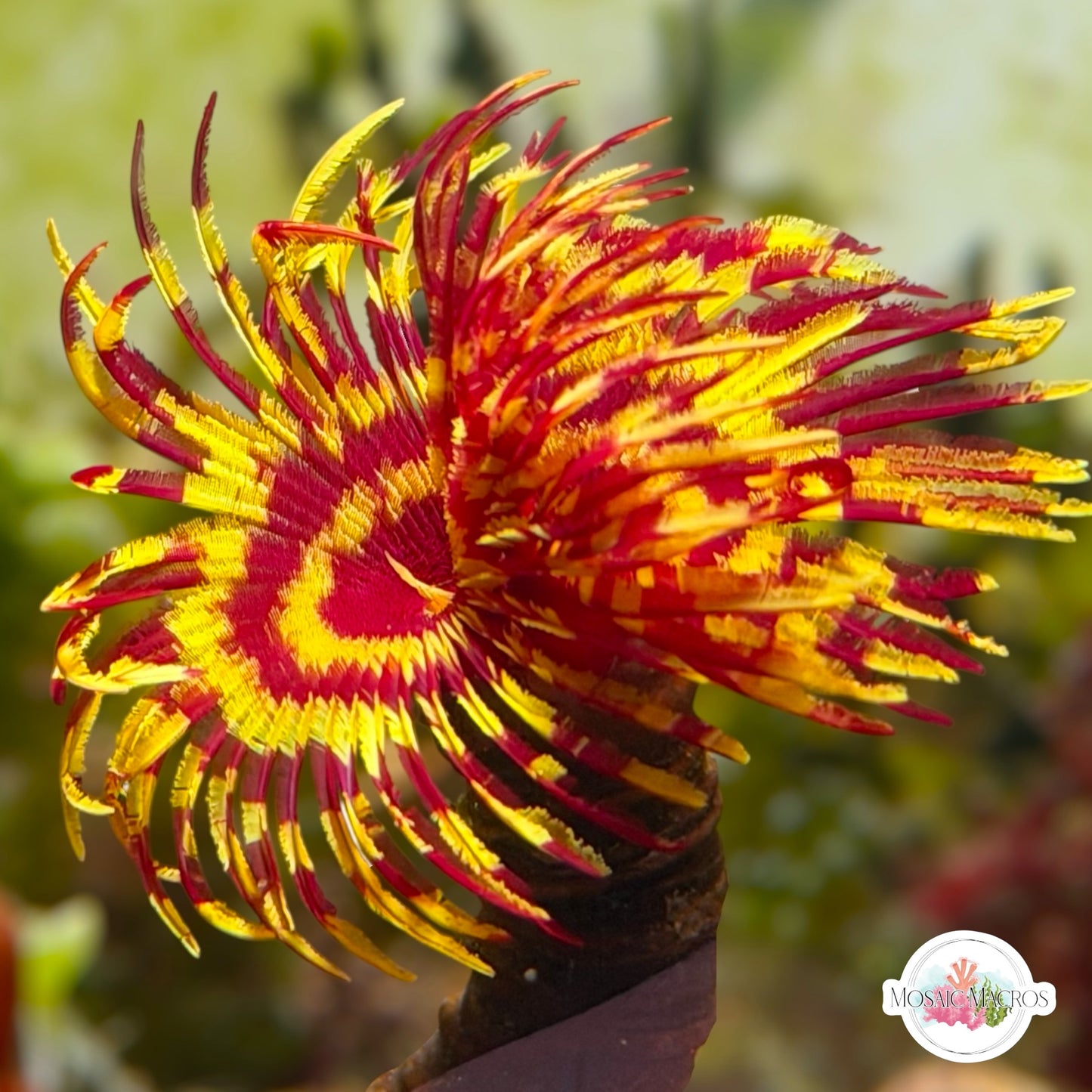 Circus Tent Feather Duster | Sabellastarte sp.