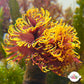 Golden Sun Feather Duster | Sabellastarte sp.