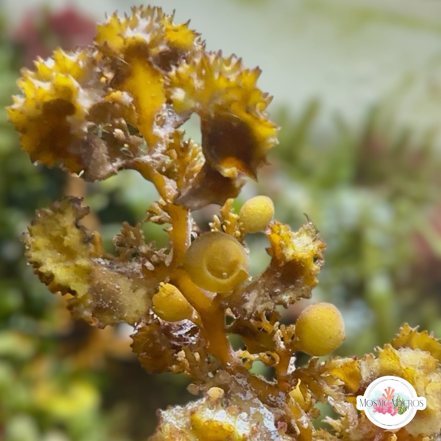 Sawtooth Kelp Macroalgae | Sargassum ilicifolium