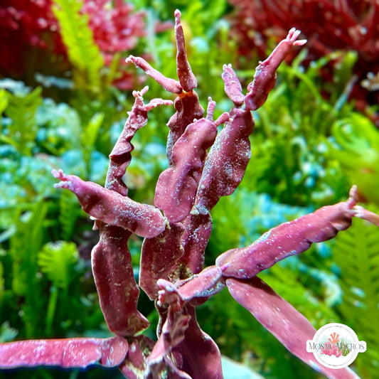 Tropical Jointed Coralline Macroalgae | Coralline sp.