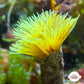 Golden Feather Duster | Sabellastarte sp.