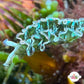 Lettuce Sea Slug | Elysia sp.