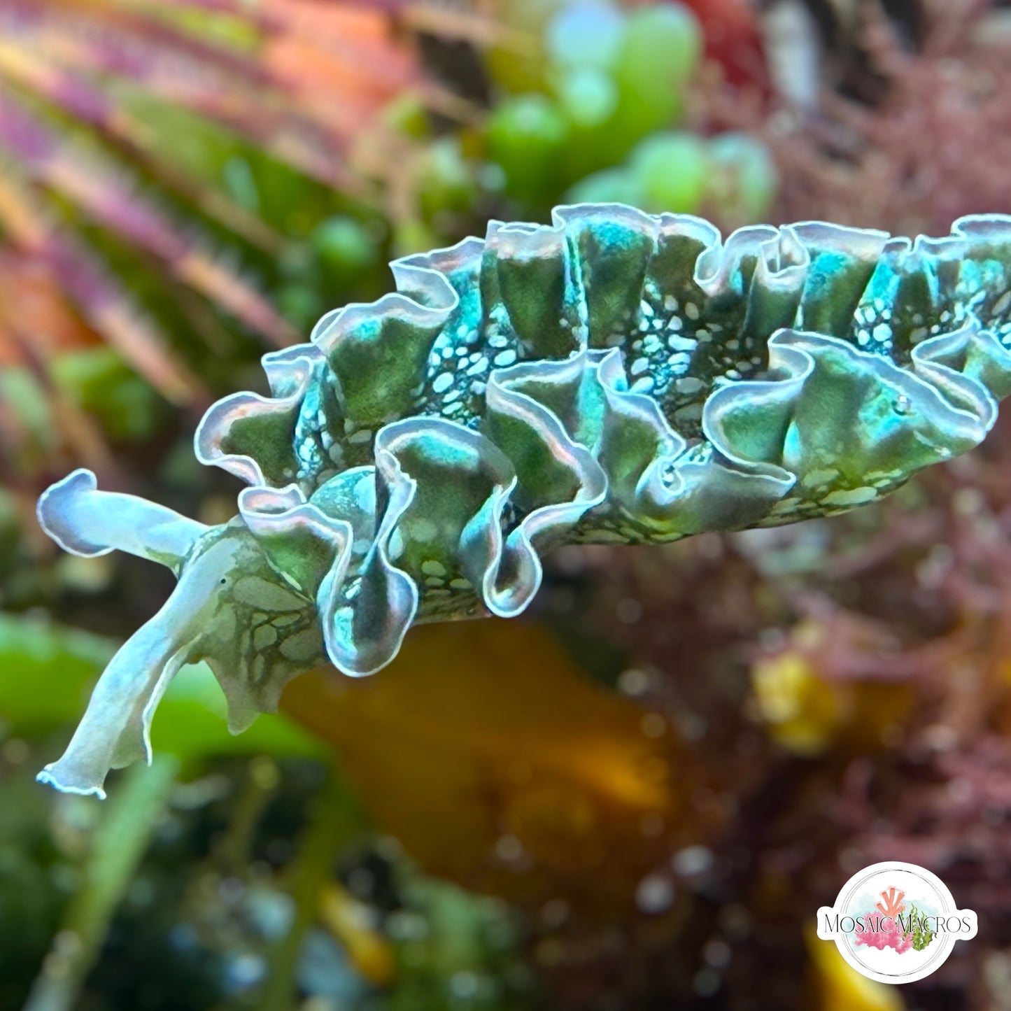 Lettuce Sea Slug | Elysia sp.