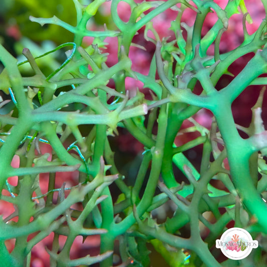 Green Spiny Seaweed Macroalgae | Eucheuma sp.