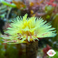 Golden Feather Duster | Sabellastarte sp.