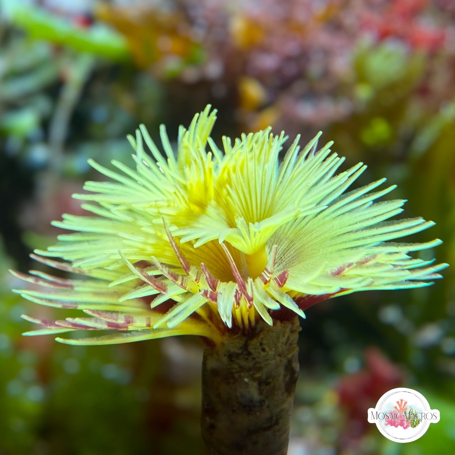 Golden Feather Duster | Sabellastarte sp.