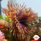 Halloween Feather Duster | Sabellastarte sp.